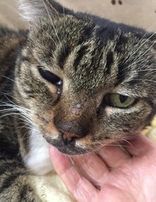 Cat Cured of Cancer in Eye Using Protocel - Outsmart Your Cancer