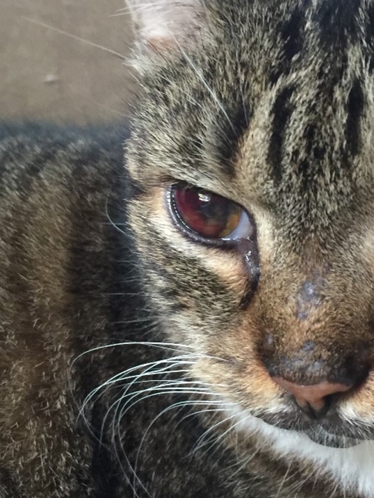 Cat Cured of Cancer in Eye Using Protocel - Outsmart Your Cancer