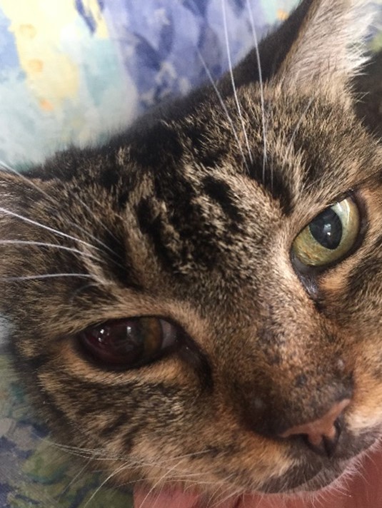 Cat Cured of Cancer in Eye Using Protocel - Outsmart Your Cancer