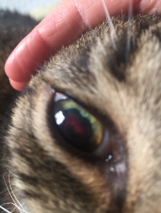 Cat Cured of Cancer in Eye Using Protocel - Outsmart Your Cancer