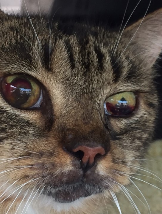 Cat Cured of Cancer in Eye Using Protocel - Outsmart Your Cancer