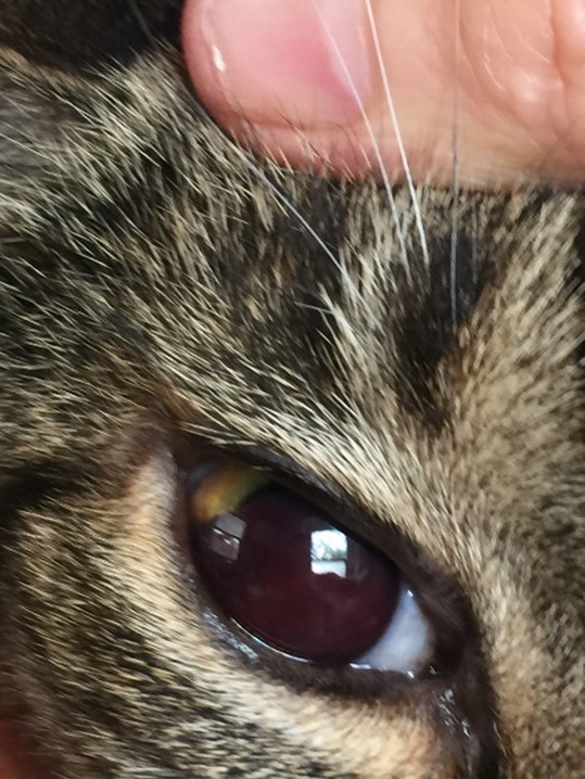 Cat Cured of Cancer in Eye Using Protocel - Outsmart Your Cancer