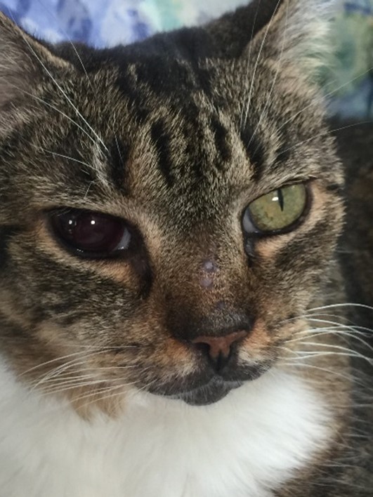 Cat Cured of Cancer in Eye Using Protocel - Outsmart Your Cancer